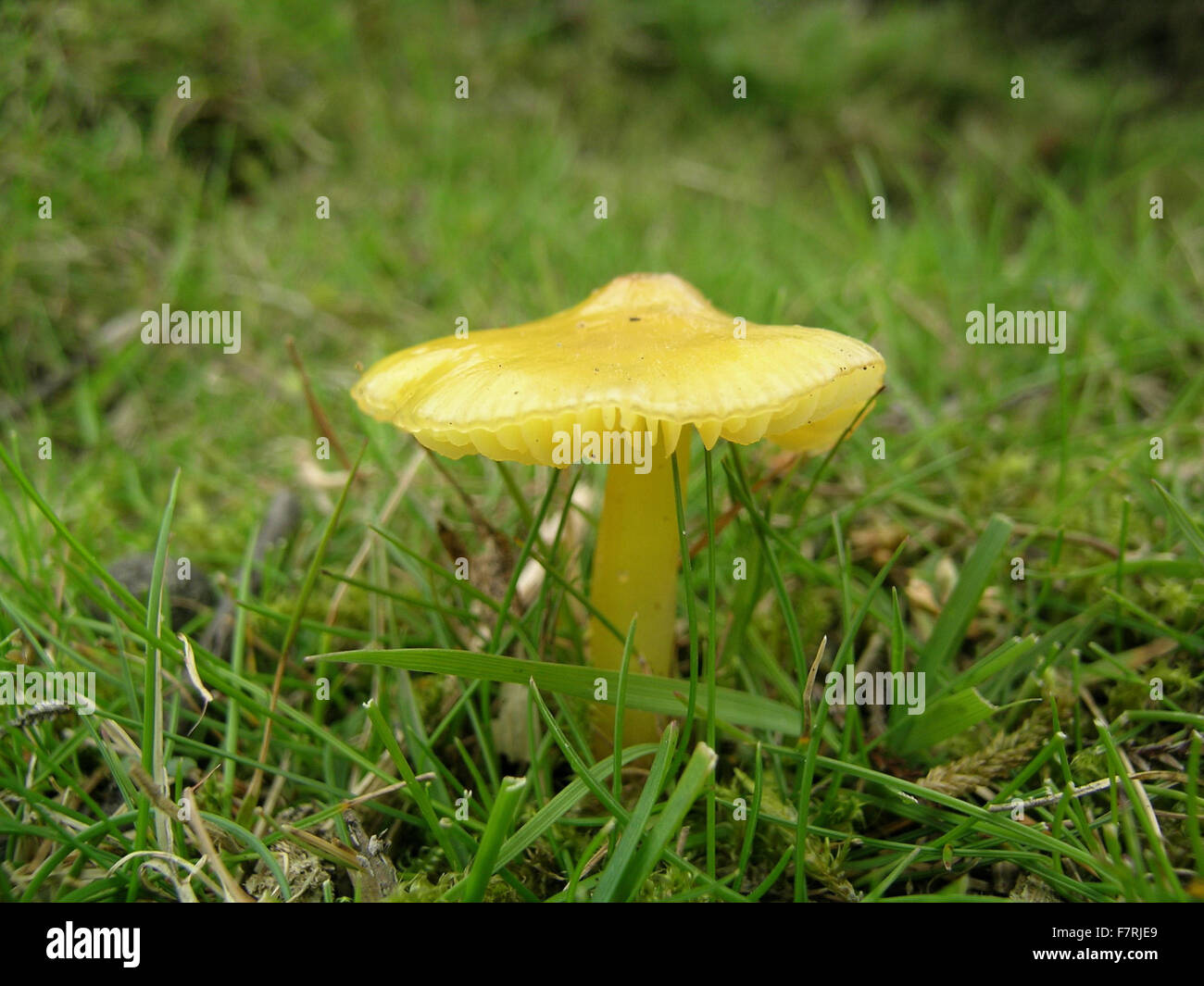 Yellow Waxcap toadstool, Bransdale Stock Photo