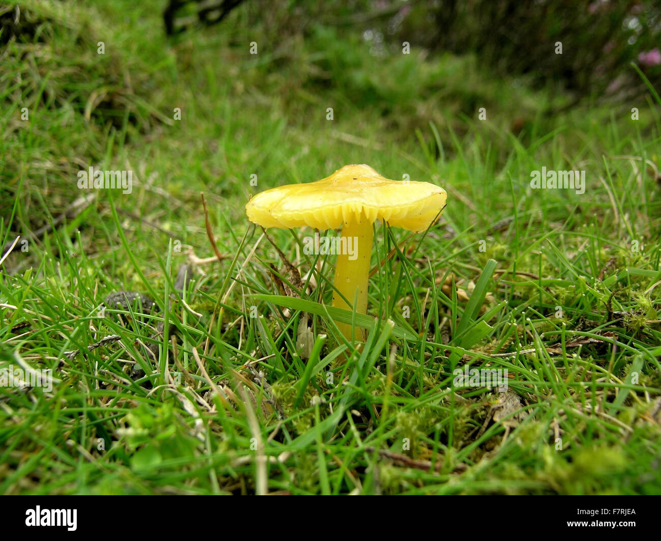 Yellow Waxcap toadstool, Bransdale Stock Photo