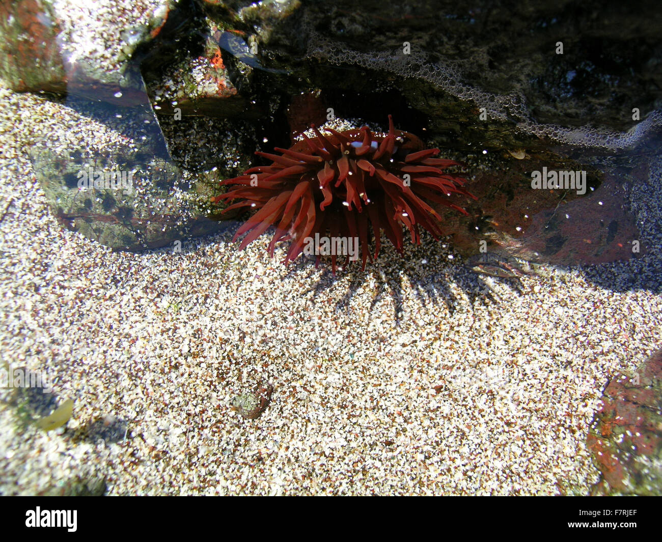 Rock pool anemone uk hires stock photography and images Alamy