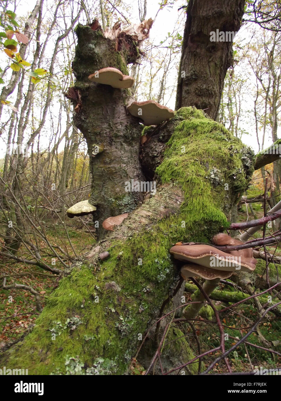 Birch polypore fungus, Rothley, Wallington Stock Photo