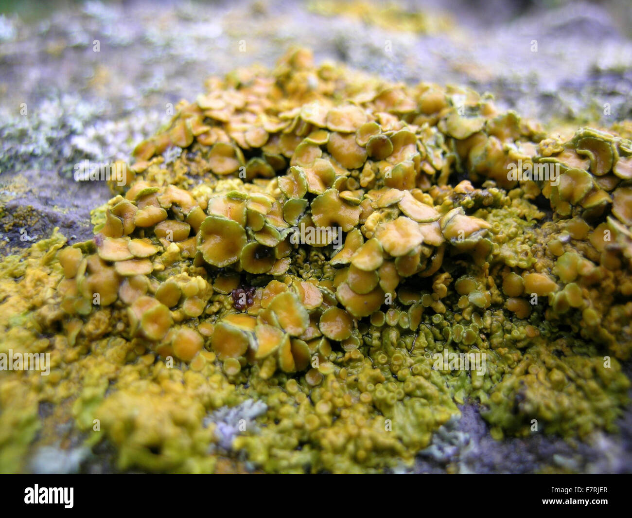 Caloplaca saxicola lichen, on rock at Greenleighton Quarry, Wallington Stock Photo
