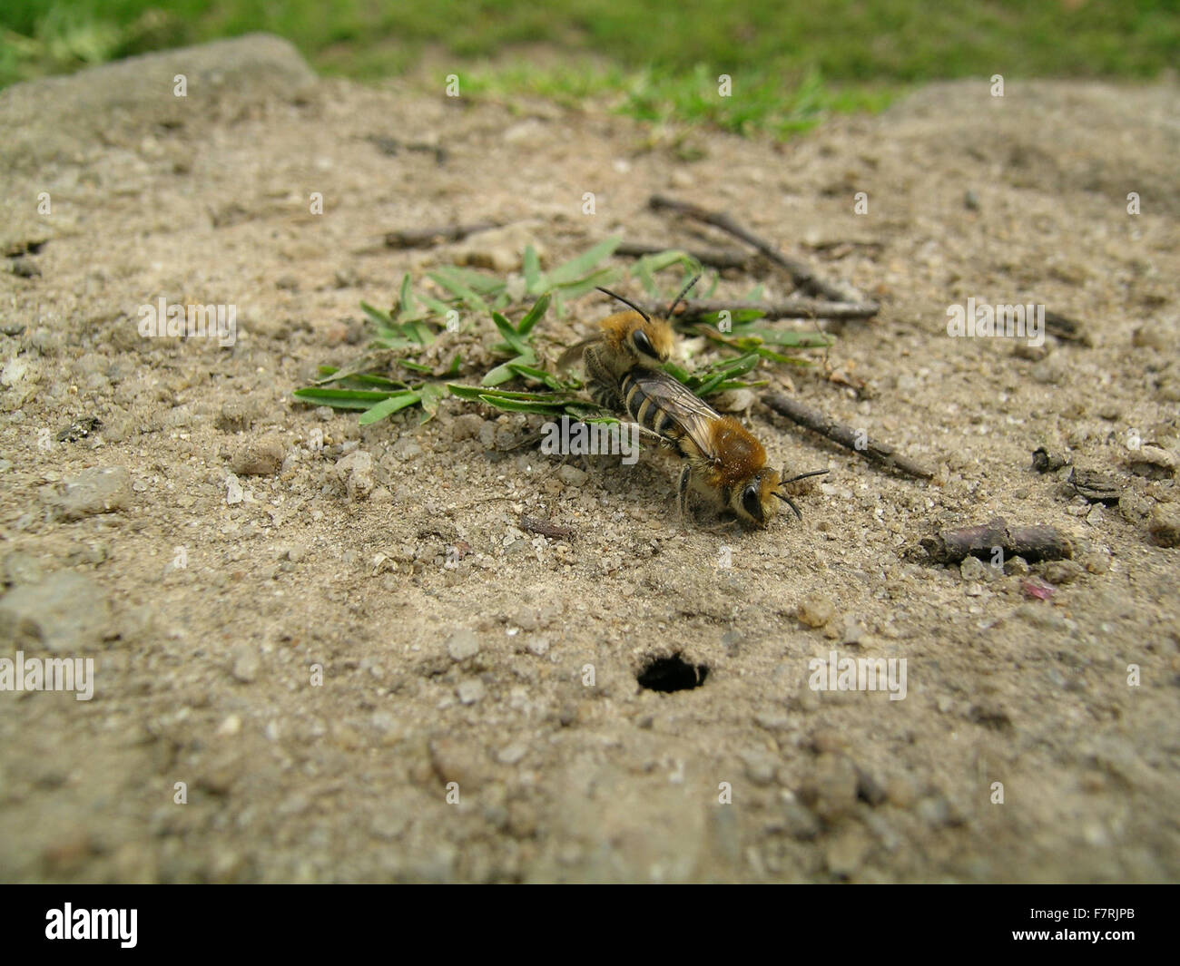 Ground nesting Bees Colletes Succinctus Mating Near Nest hole Ground nesting Bees Colletes Succinctus Mating Near Nest hole
