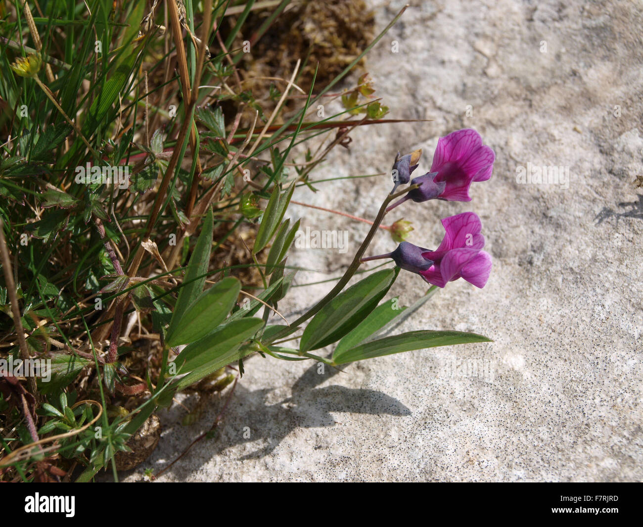 Bitter Vetch Stock Photo Alamy