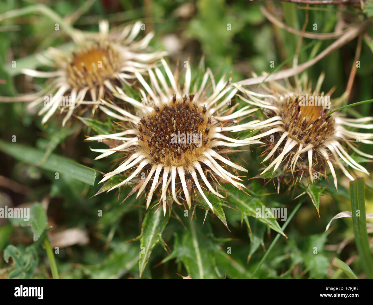 Common carline hi-res stock photography and images - Alamy
