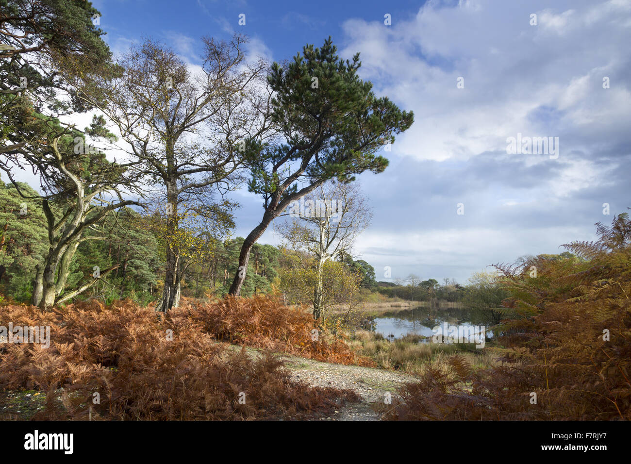 Brownsea Island, Dorset. This island wildlife sanctuary is a haven for wildlife such as red squirrels and a huge variety of birds. Stock Photo