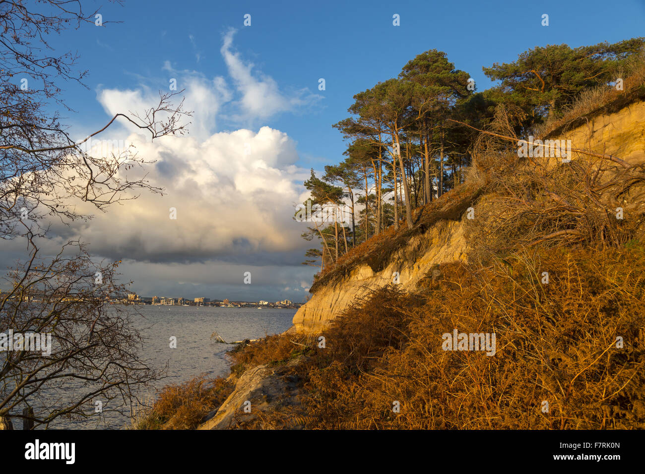 Near Pottery Pier on Brownsea Island, Dorset. This island wildlife sanctuary is a haven for wildlife such as red squirrels and a huge variety of birds. Stock Photo