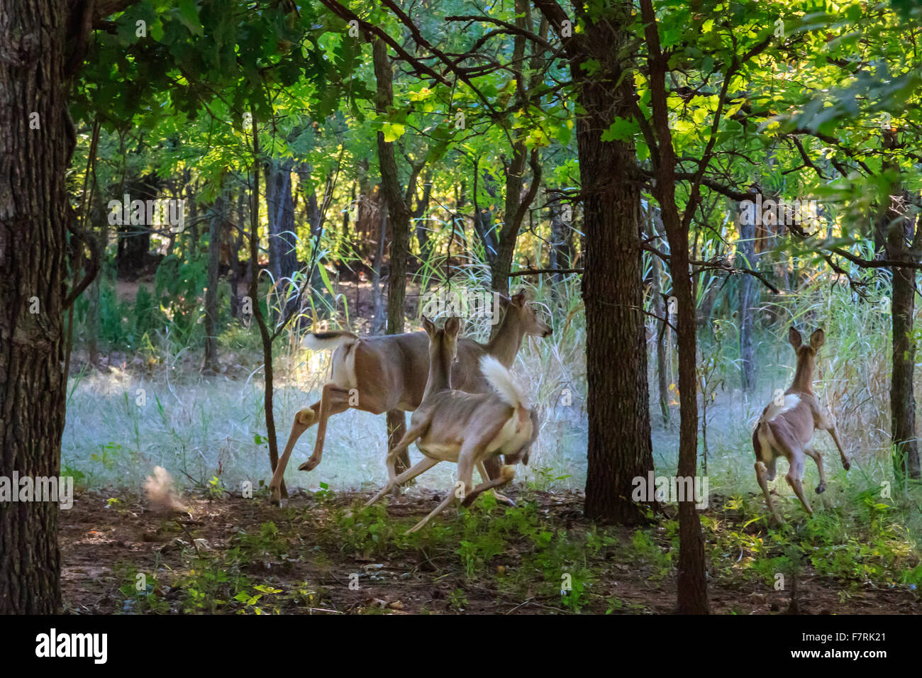 Whitetailed deer in Martin Nature Center in Oklahoma City Stock Photo Alamy