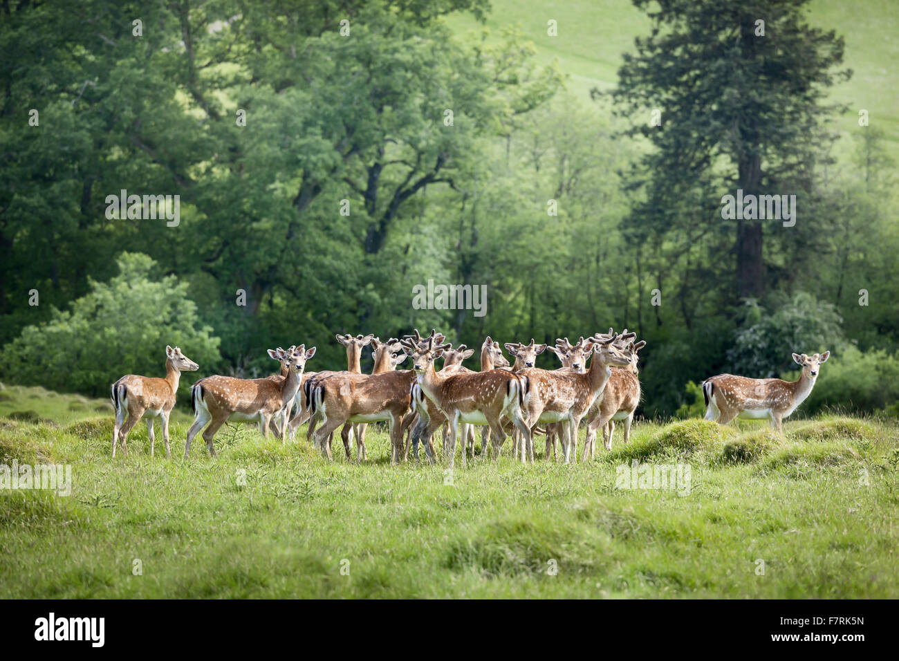 Fallow deer in the Deer Park at Dinefwr, Carmarthenshire, Wales. Dinefwr is a National Nature Reserve, historic house and 18th-century landscape park, enclosing a medieval deer park. Stock Photo