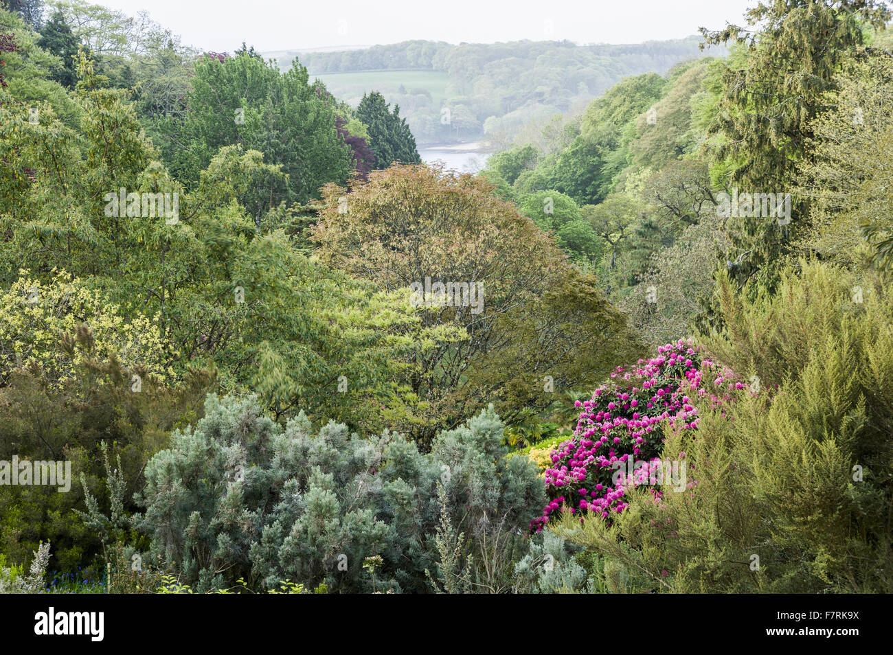 Cornwall Rhododendron Mounds of flowering rhododendrons frame a view down the valley towards ...
