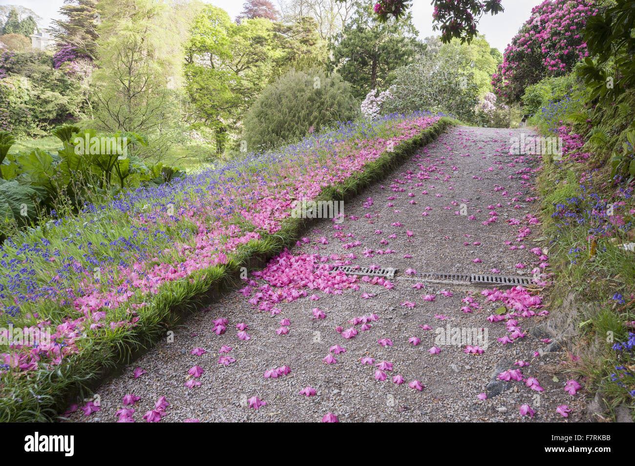 Fallen petals of a pink rhododendron mingle with bluebells at Glendurgan Garden, Cornwall. Glendurgan was described by its creators, the Quakers Alfred and Sarah Fox, as a 'small peace [sic] of heaven on earth'. Stock Photo