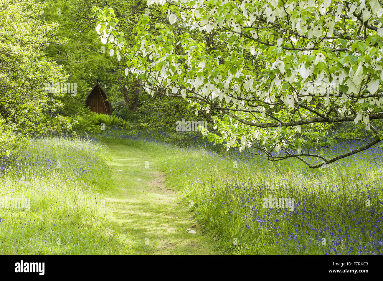 Davidia involucrata, the pocket handkerchief tree, with white bracts