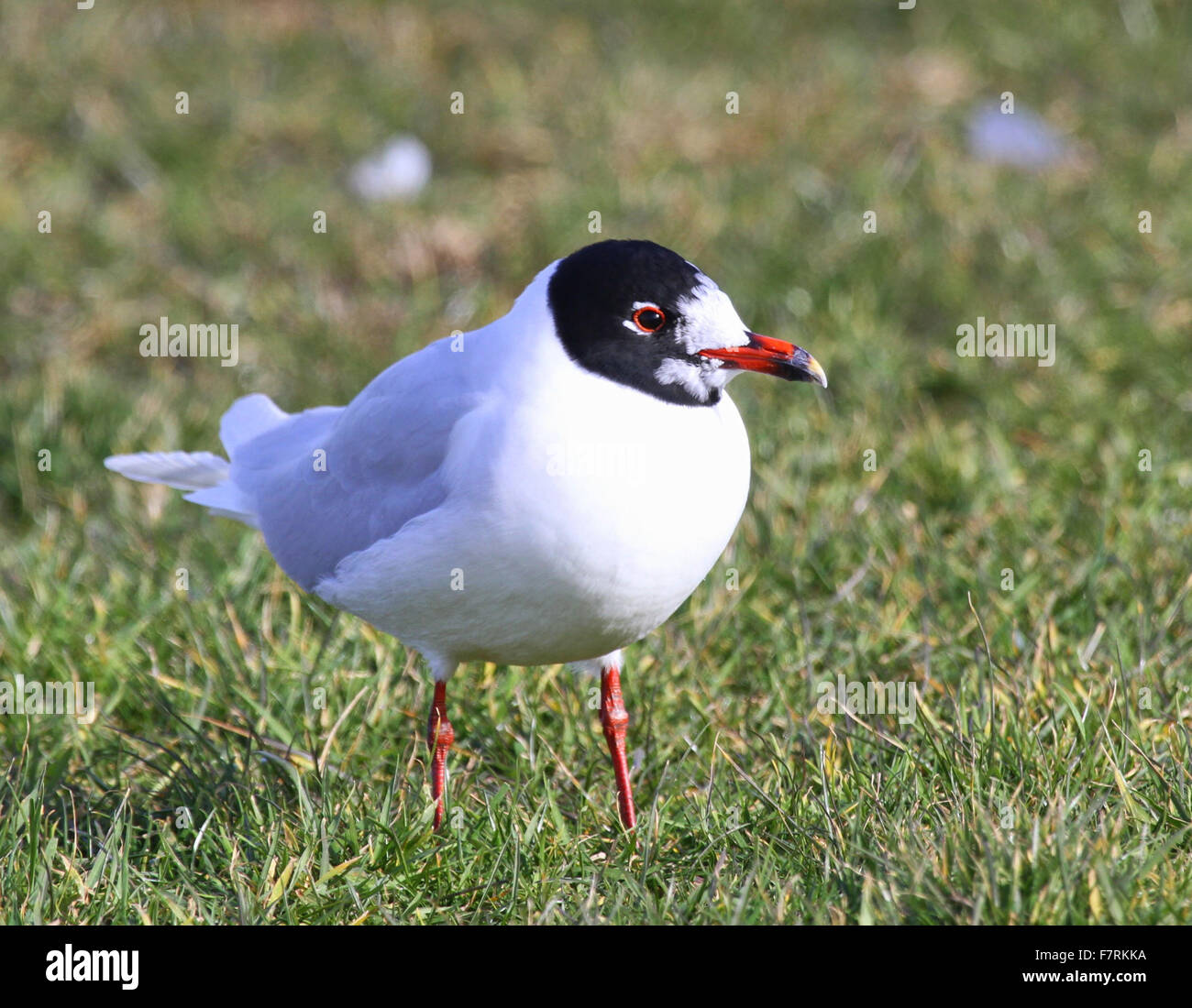 Mediterranean Gull, Marsden, South Shields Stock Photo - Alamy