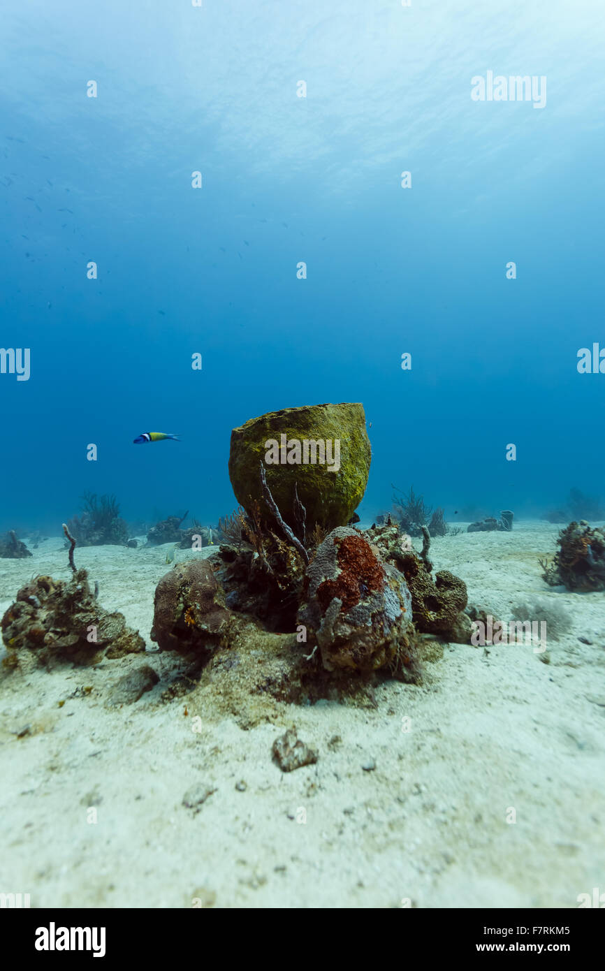 Vertical View Of Fat Barrel Sponge Growing On Ocean Floor In Coral
