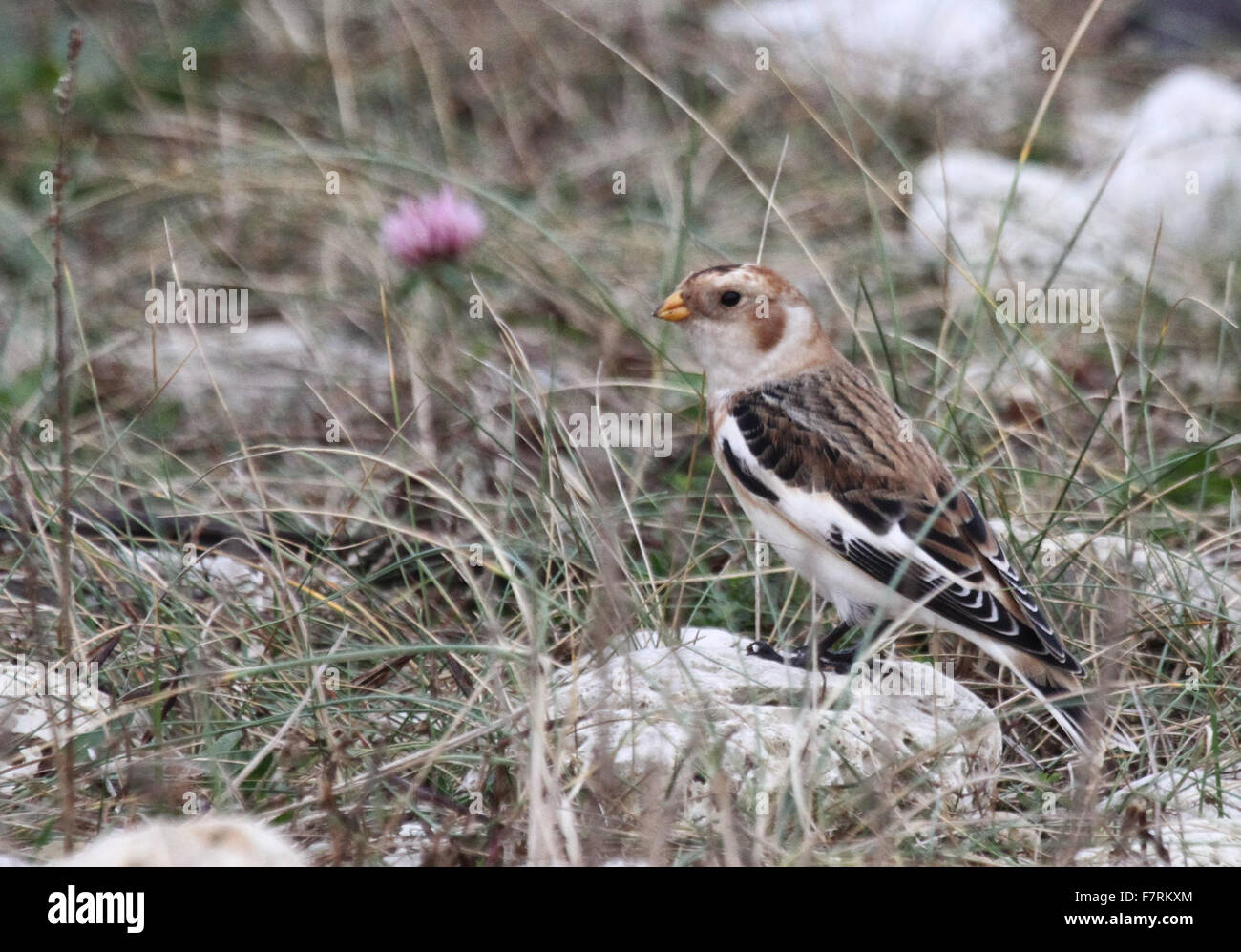 Snow bunting, The Leas, South Shields Stock Photo