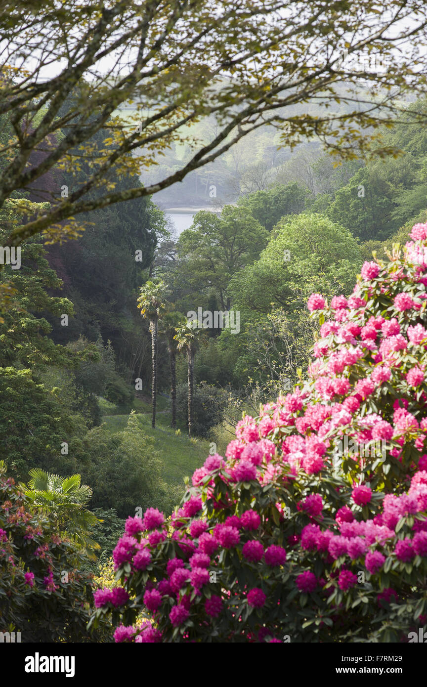 Cornwall Rhododendron Billowing pink rhododendron frames a view towards the Helford River ...
