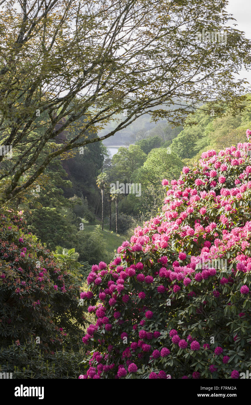 Cornwall Rhododendron Billowing pink rhododendron frames a view towards the Helford River ...