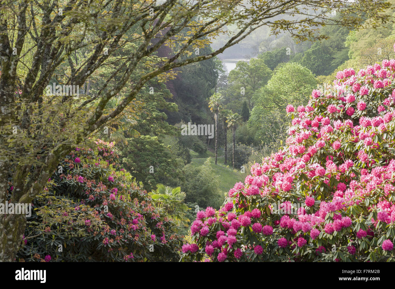 Cornwall Rhododendron Billowing pink rhododendron frames a view towards the Helford River ...