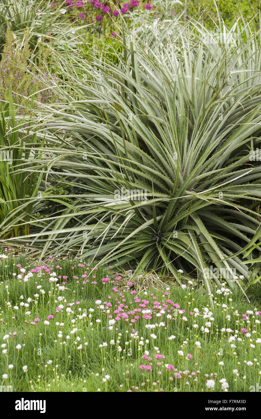 Puya chilensis with thrift in the foreground at Glendurgan Garden, Cornwall. Glendurgan was described by its creators, the Quakers Alfred and Sarah Fox, as a 'small peace [sic] of heaven on earth'. Stock Photo