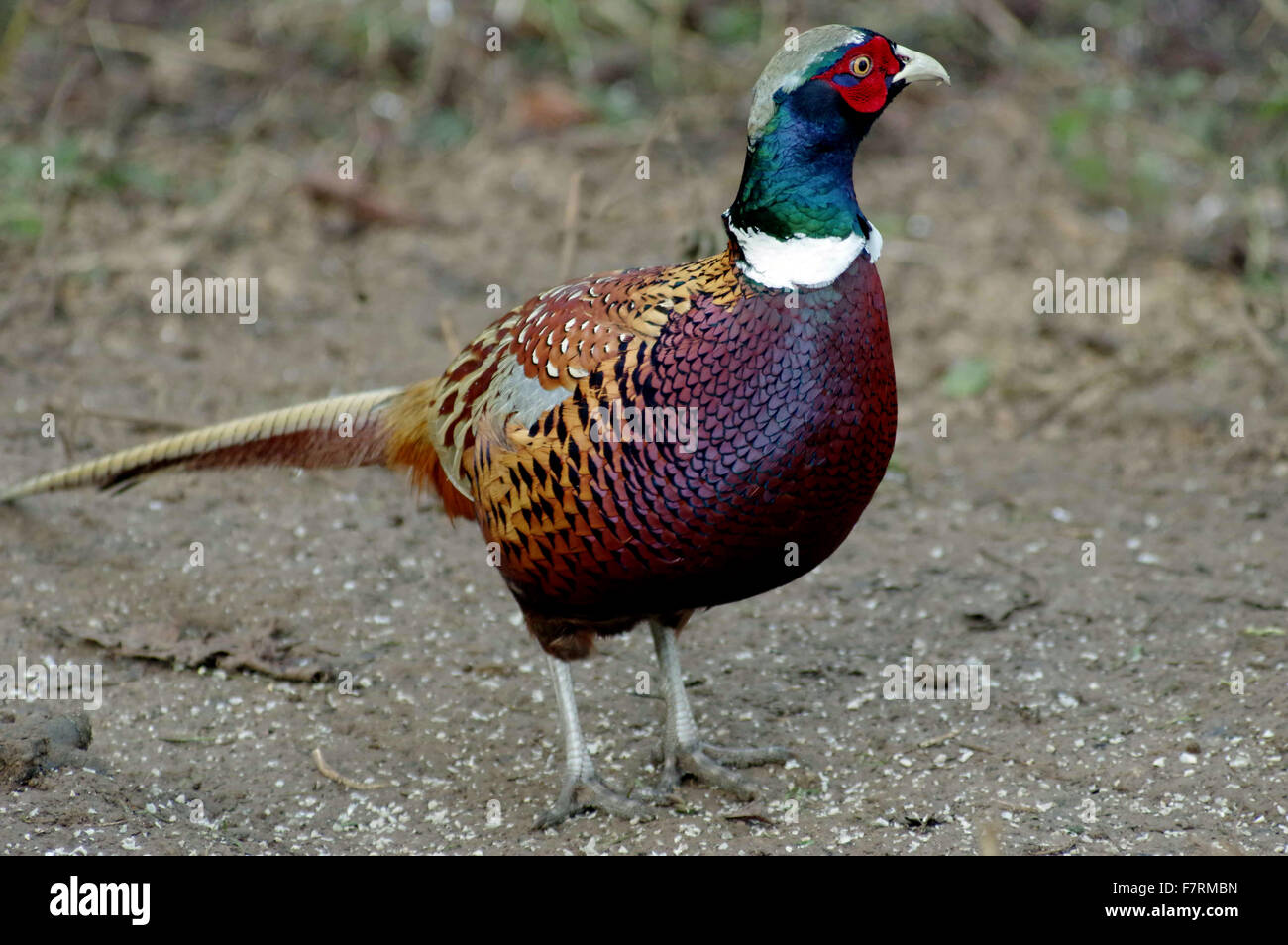 A Cock Pheasant Standing On The Ground Near The Bird Feeders