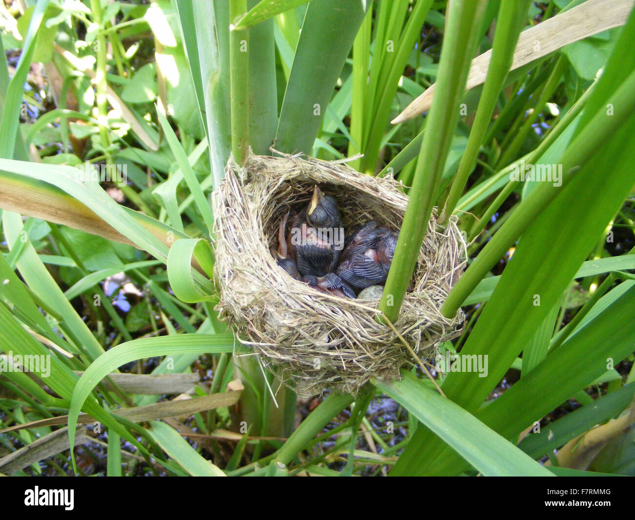 Reed Warbler nest in reeds, with young chicks Stock Photo