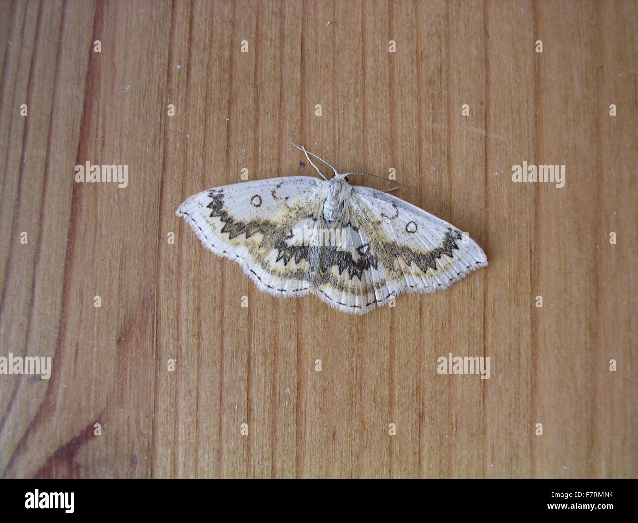 Mocha moth Stock Photo