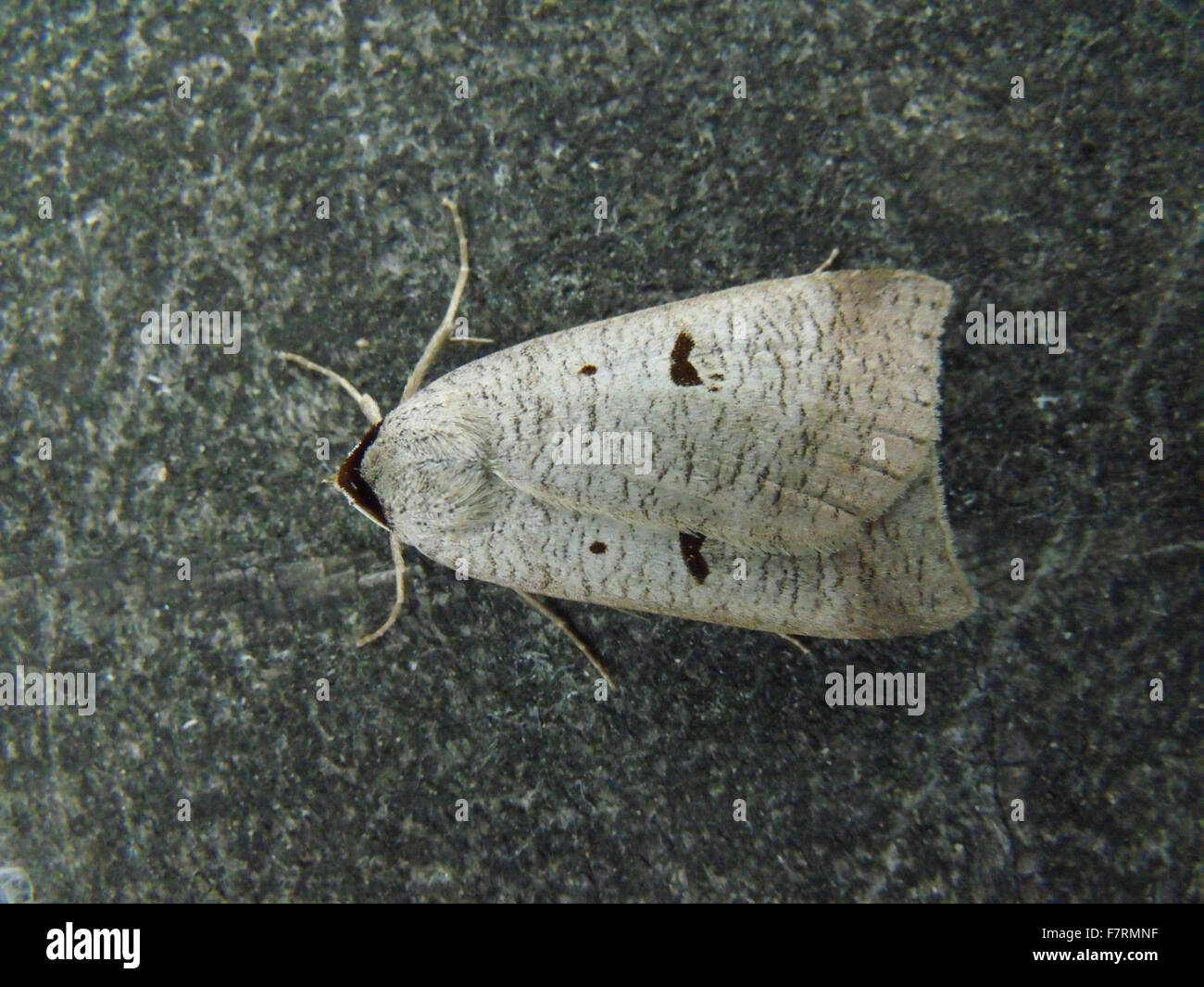 Moth trap people hi-res stock photography and images - Alamy