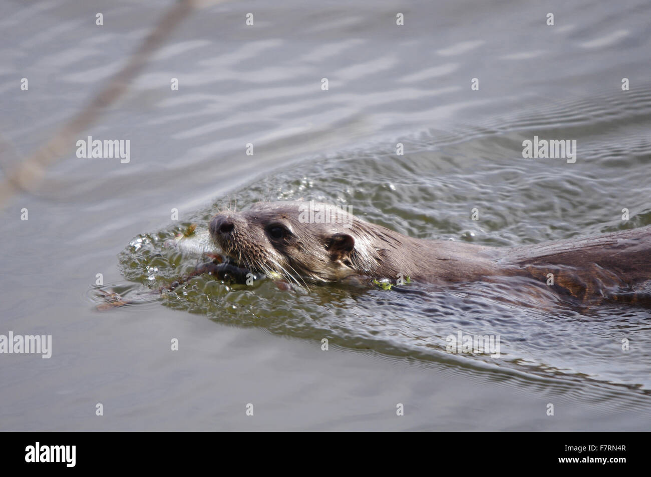 Otter, swimming on the surface of the water, with its catch of fish Stock Photo