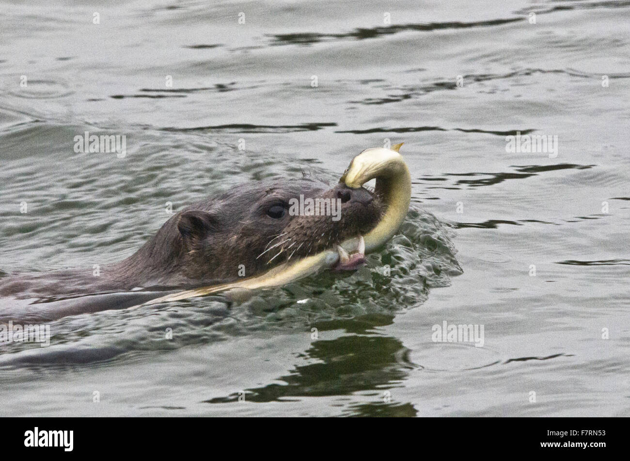 Otter, swimming on the surface of the water, with its catch of an eel Stock Photo