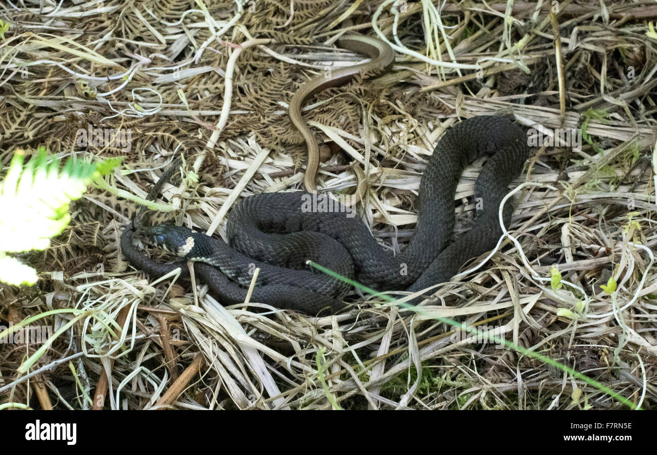 Male grass snake with female slow-worm Stock Photo