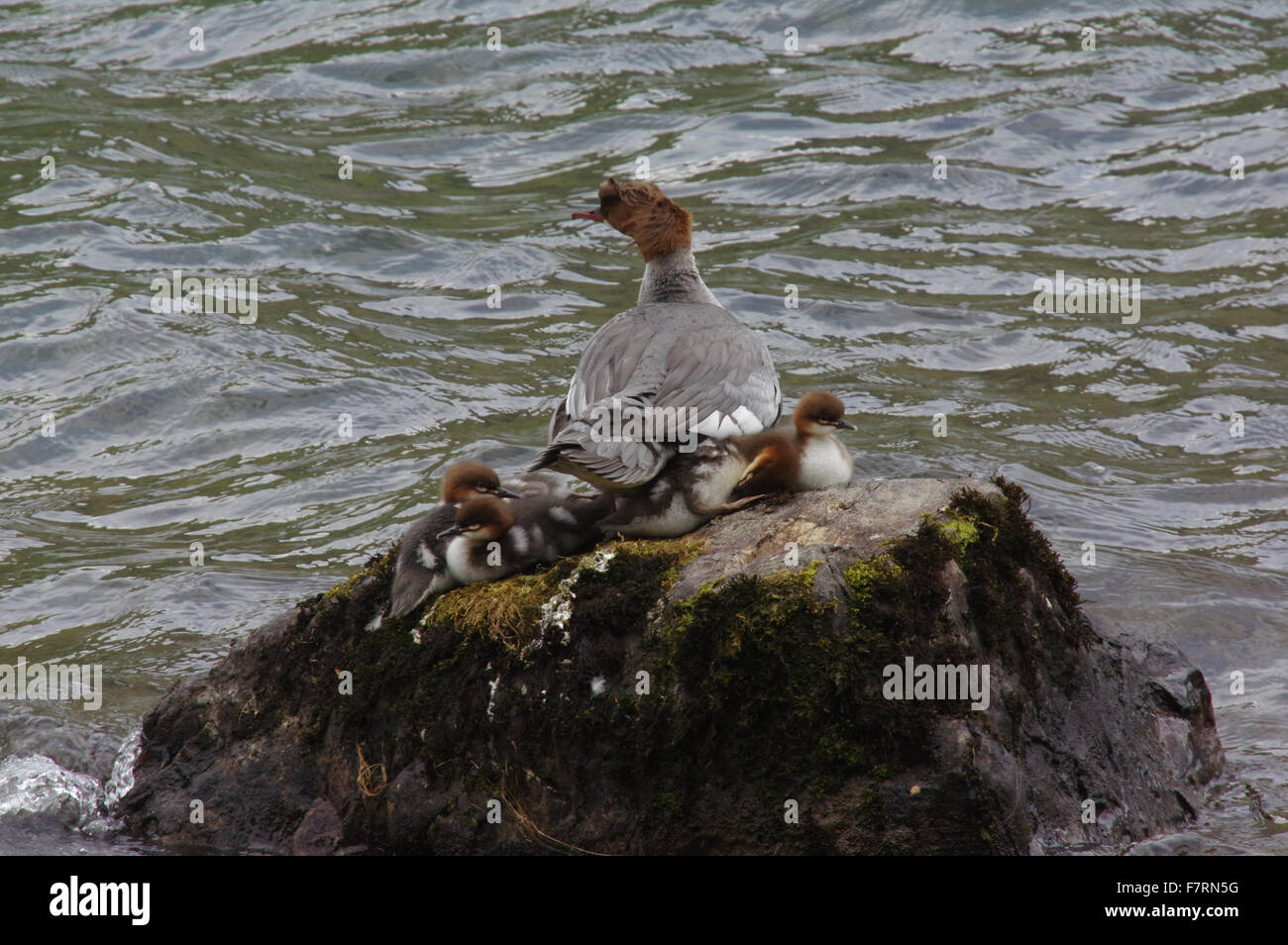 Red-breasted Merganser with four ducklings. gathered on a rock Stock Photo