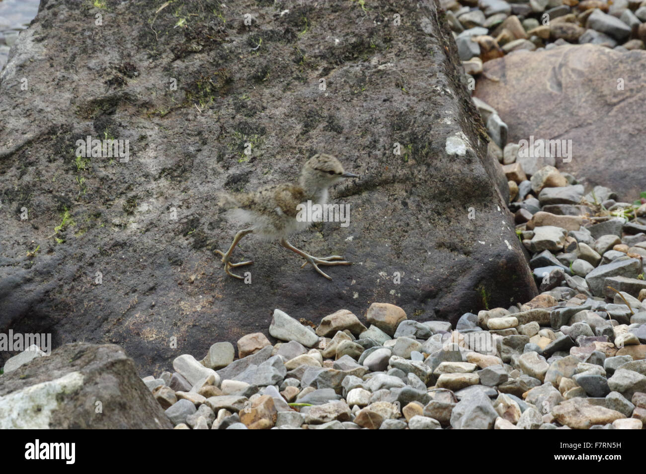 Sandpiper chick at water's edge, Buttermere Valley Stock Photo