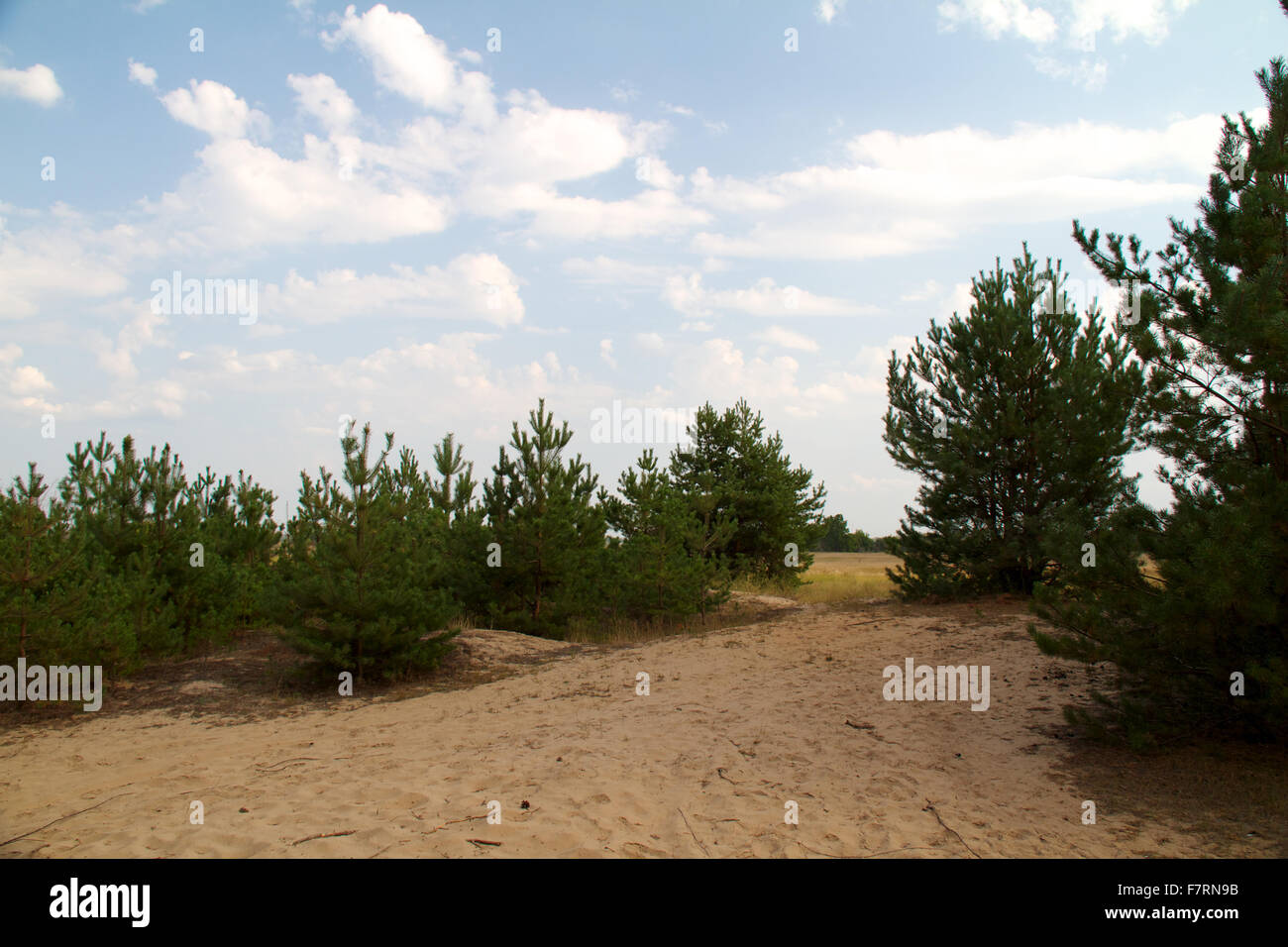 Russia aging boreal branch hi-res stock photography and images - Alamy