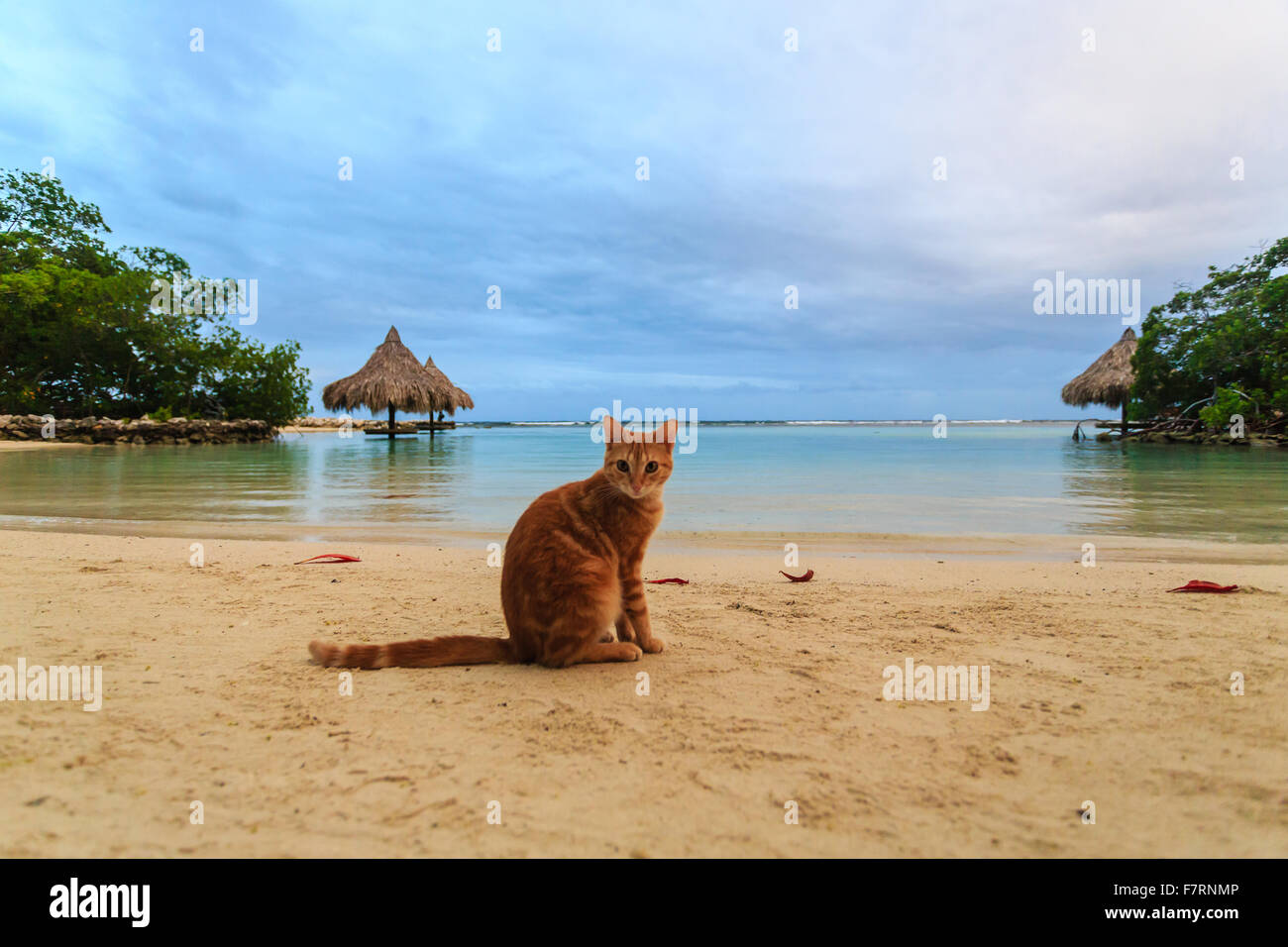 A ginger cat sitting on the beach watches the photographer with curiosity at Little French Key Stock Photo