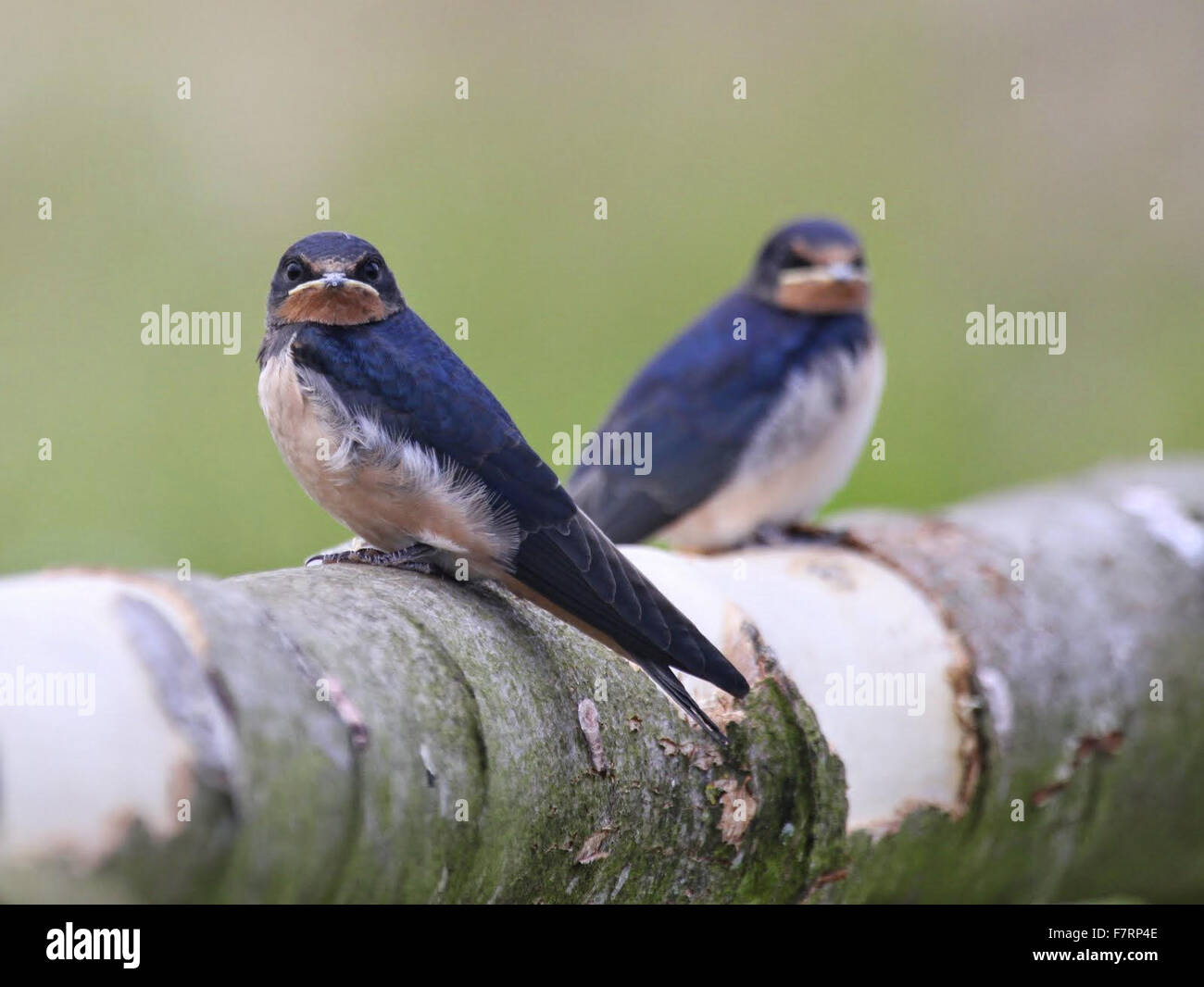 Swallows, two young swallows perching on a branch in the wildlife garden at Souter Lighthouse Stock Photo