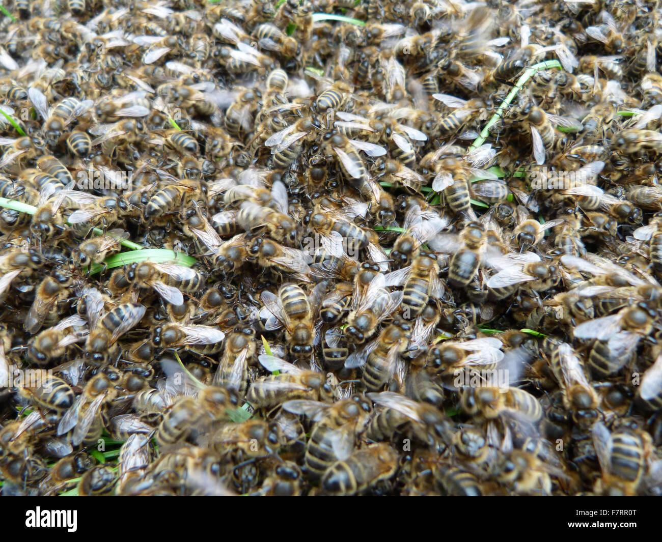 Swarm of honey bees, close-up Stock Photo