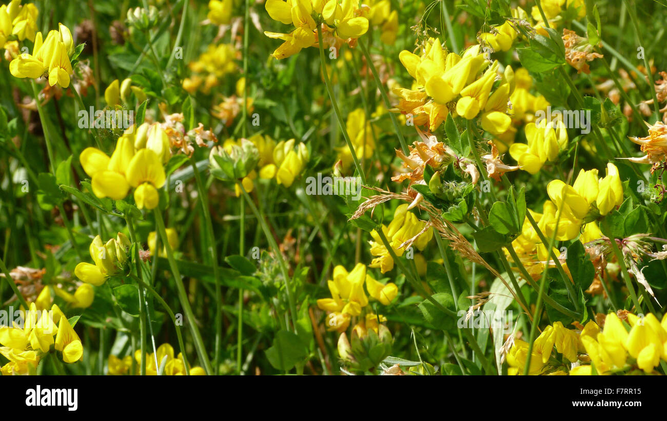 Horseshoe vetch flowers Stock Photo