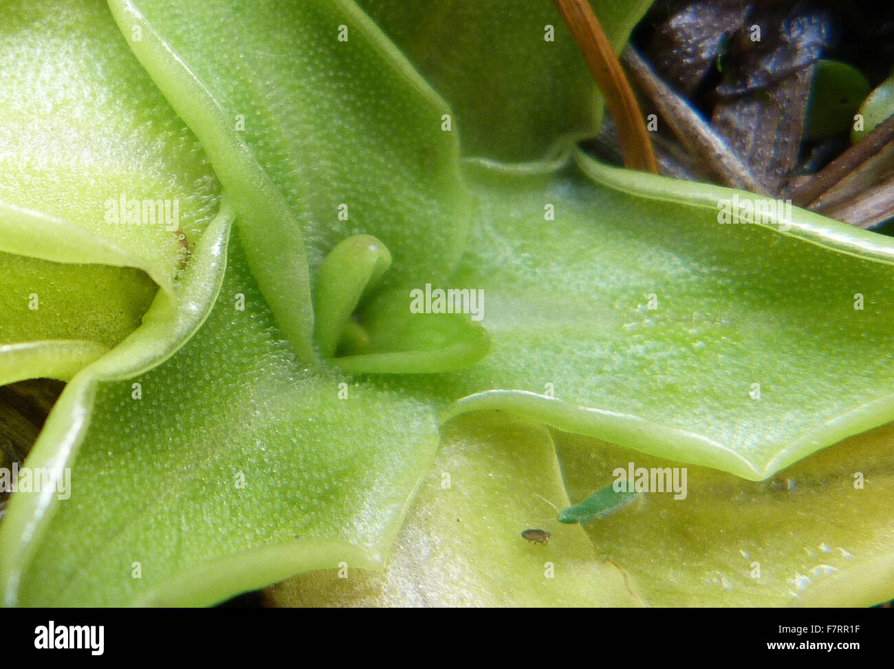 Carnivorous butterwort leaves Stock Photo Alamy
