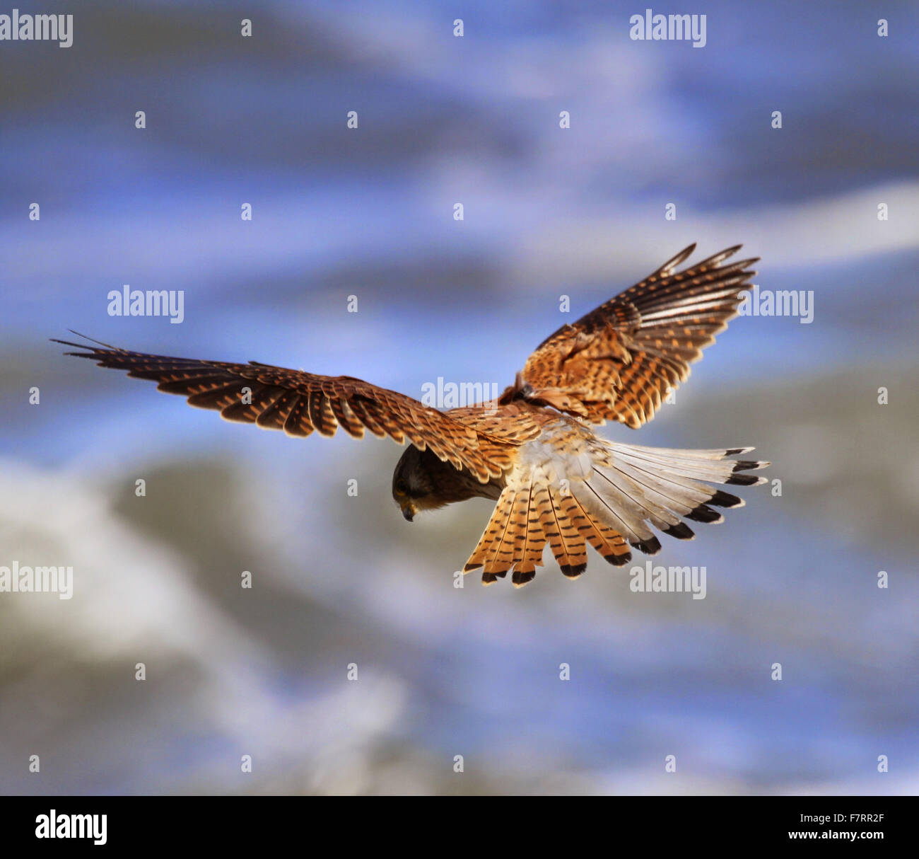 Fan shaped tail hires stock photography and images Alamy