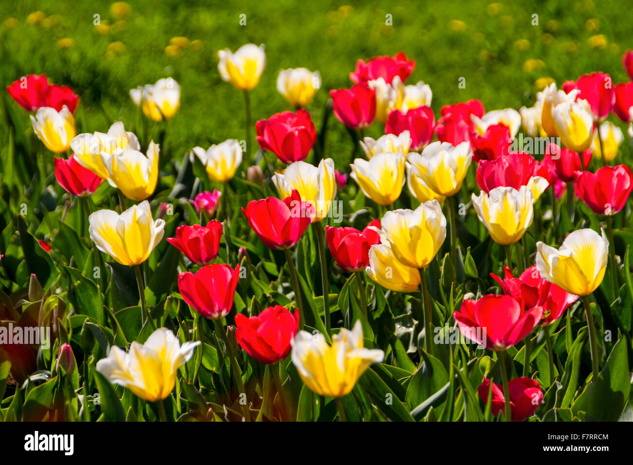 tulips in spring sun Stock Photo - Alamy