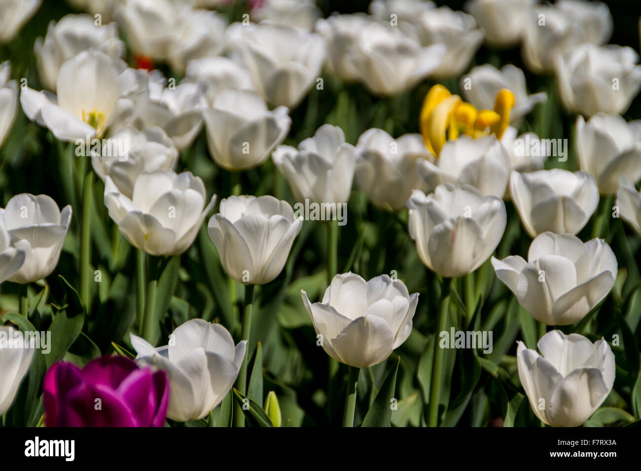 tulips in spring sun Stock Photo - Alamy