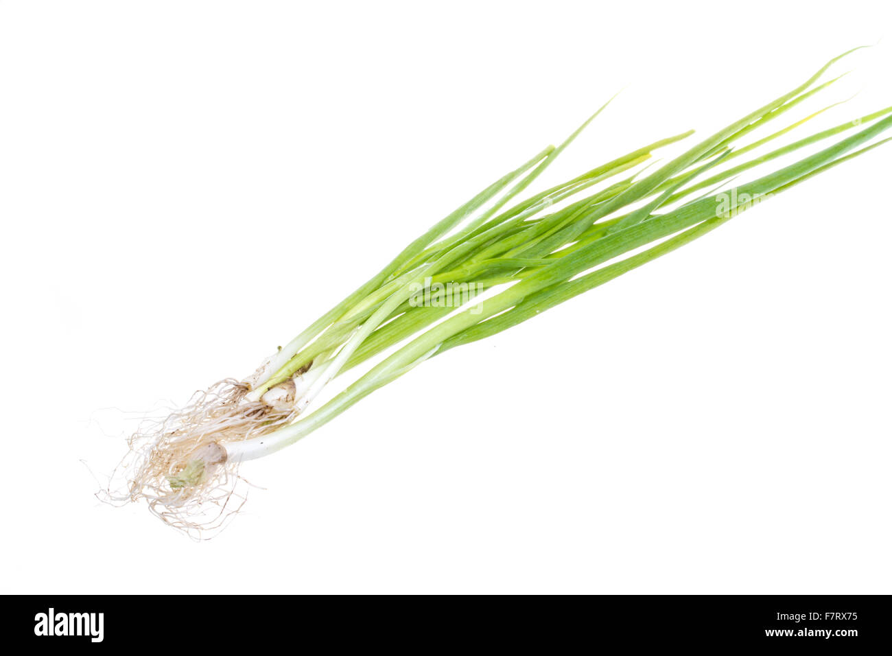 Green Onion on white background Stock Photo - Alamy