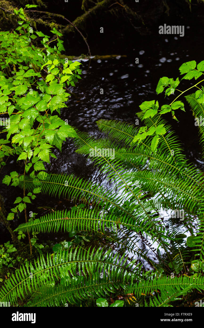 Rainforest, Rainforest Trail Pacific Rim Nationalpark, Vancouver Island