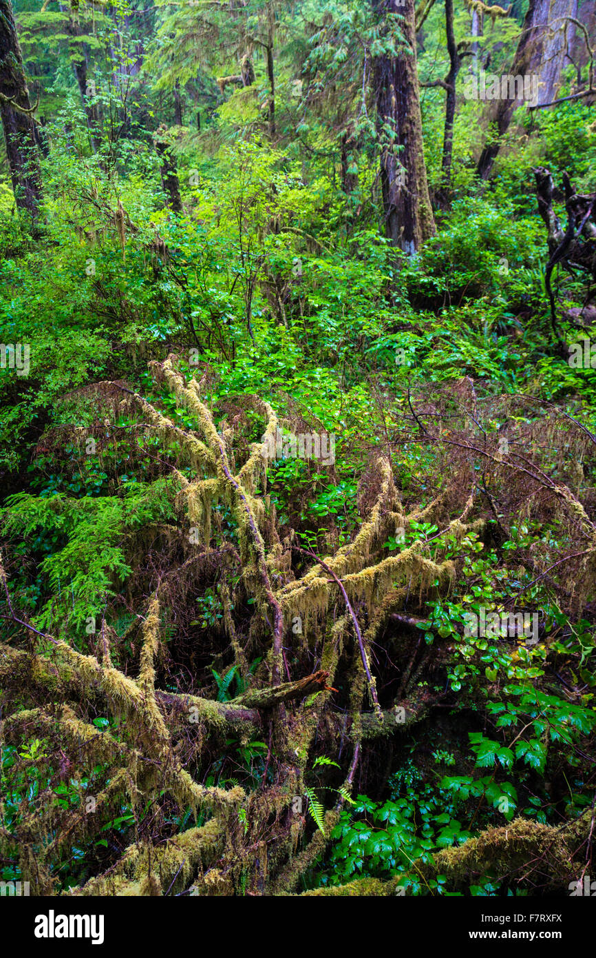 Rainforest, Rainforest Trail Pacific Rim Nationalpark, Vancouver Island
