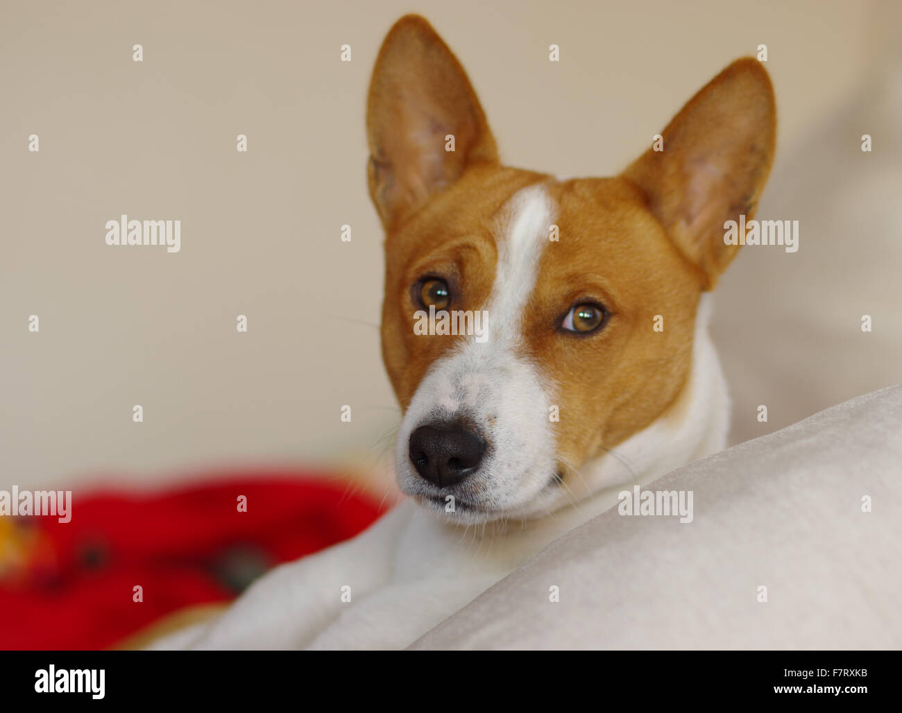 Indoor portrait of royal basenji dog Stock Photo - Alamy