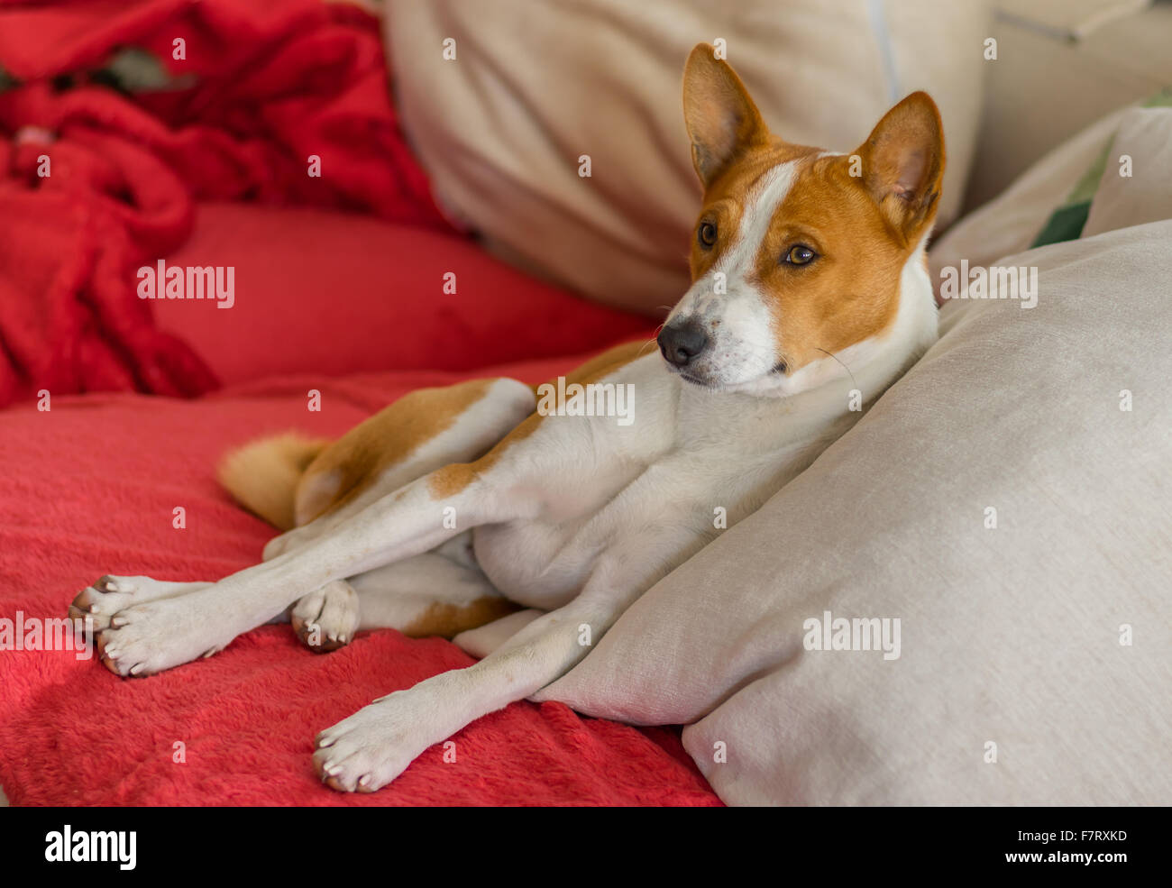 Cute basenji having rest on the luxurious cushion on own sofa Stock ...