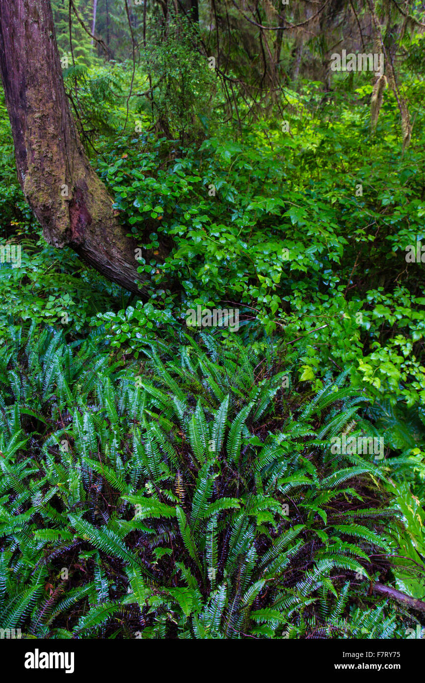 Rainforest, Rainforest Trail Pacific Rim Nationalpark, Vancouver Island