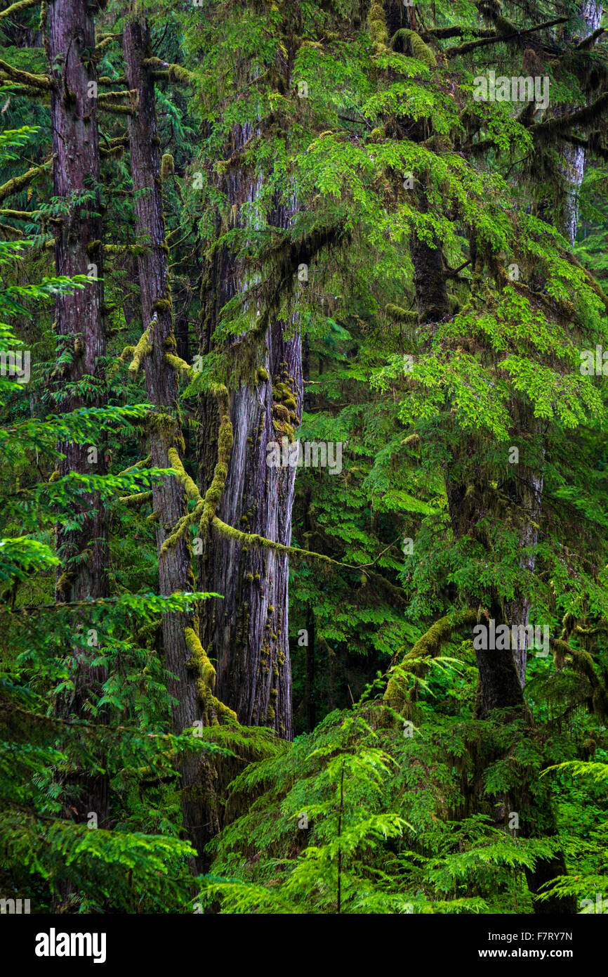 Rainforest, Rainforest Trail Pacific Rim Nationalpark, Vancouver Island