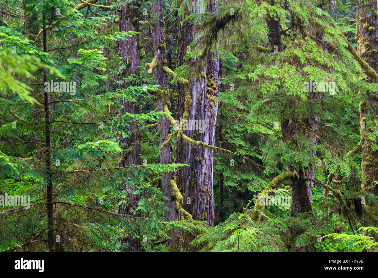 Rainforest, Rainforest Trail Pacific Rim Nationalpark, Vancouver Island