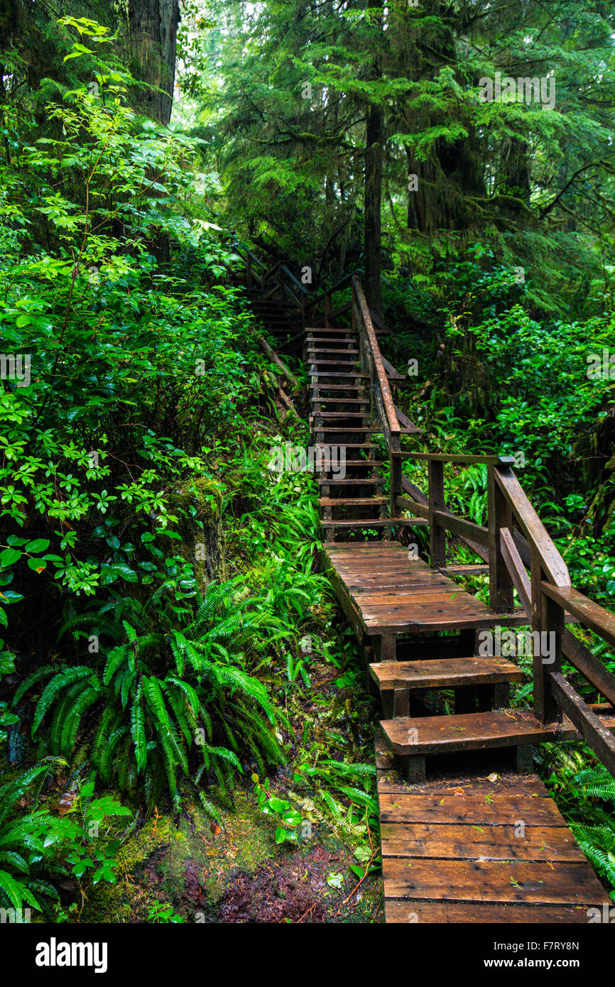 Rainforest, Rainforest Trail Pacific Rim Nationalpark, Vancouver Island