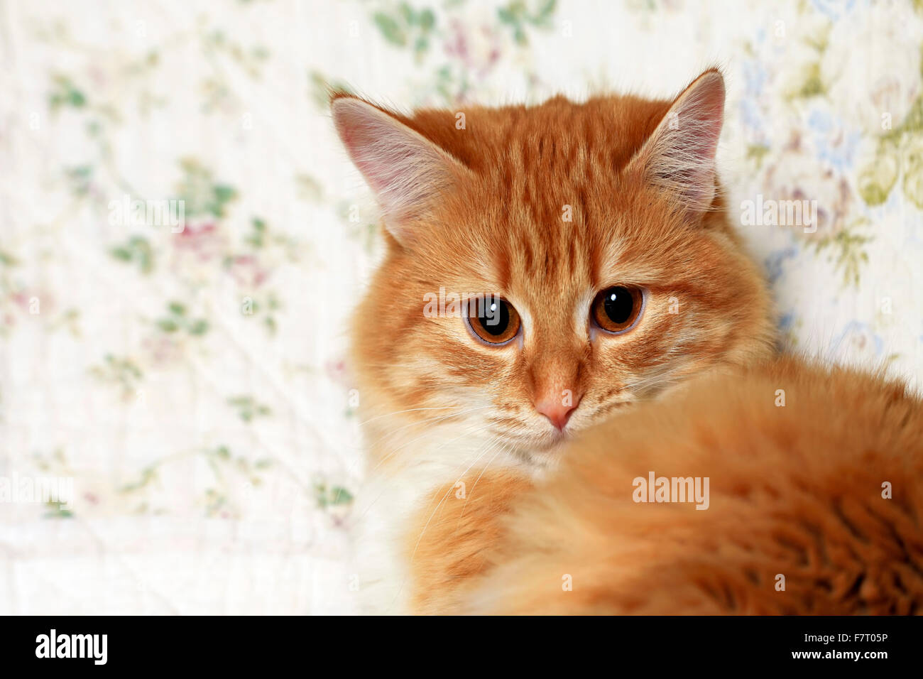 Portrait of a young red-haired cat Stock Photo